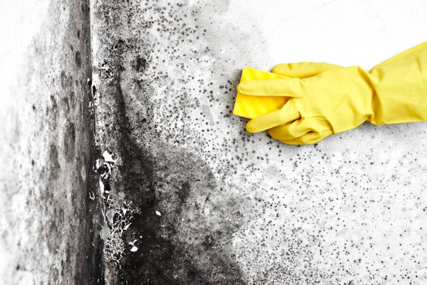Professional Mold Removal in Bayside Gardens, OR