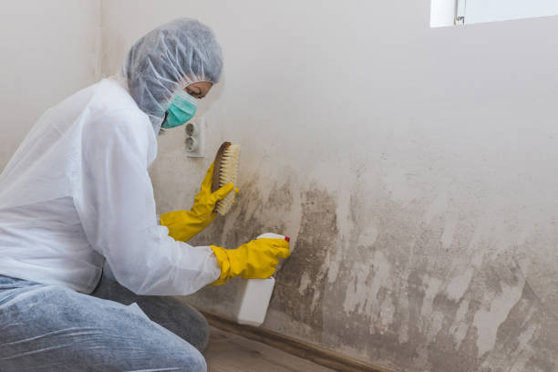 Bayside Gardens, OR Mold Removal Company