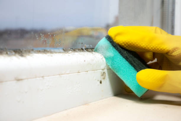 Best Local Mold Removal Service  in Bayside Gardens, OR