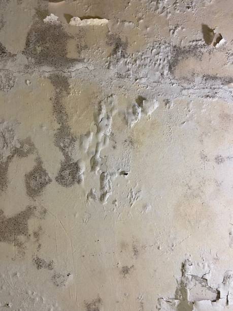 Best Crawl Space Mold Removal  in Bayside Gardens, OR