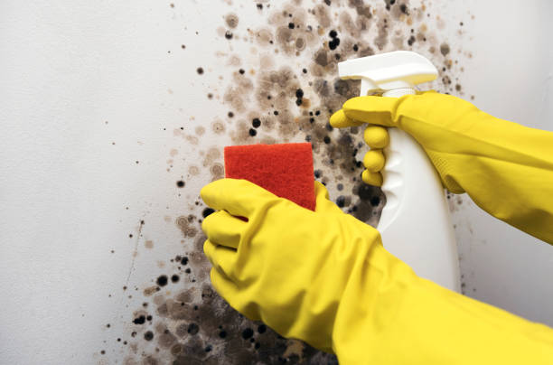 Home Mold Removal in Bayside Gardens, OR
